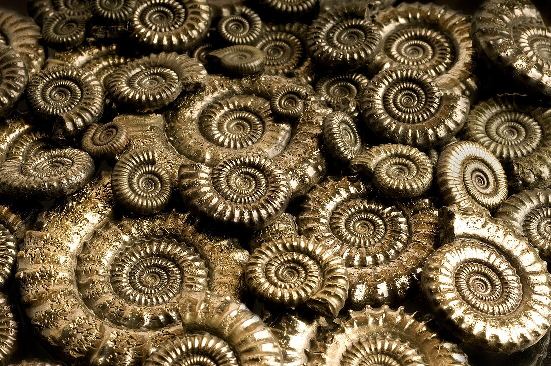 Pyritised ammonite fossils