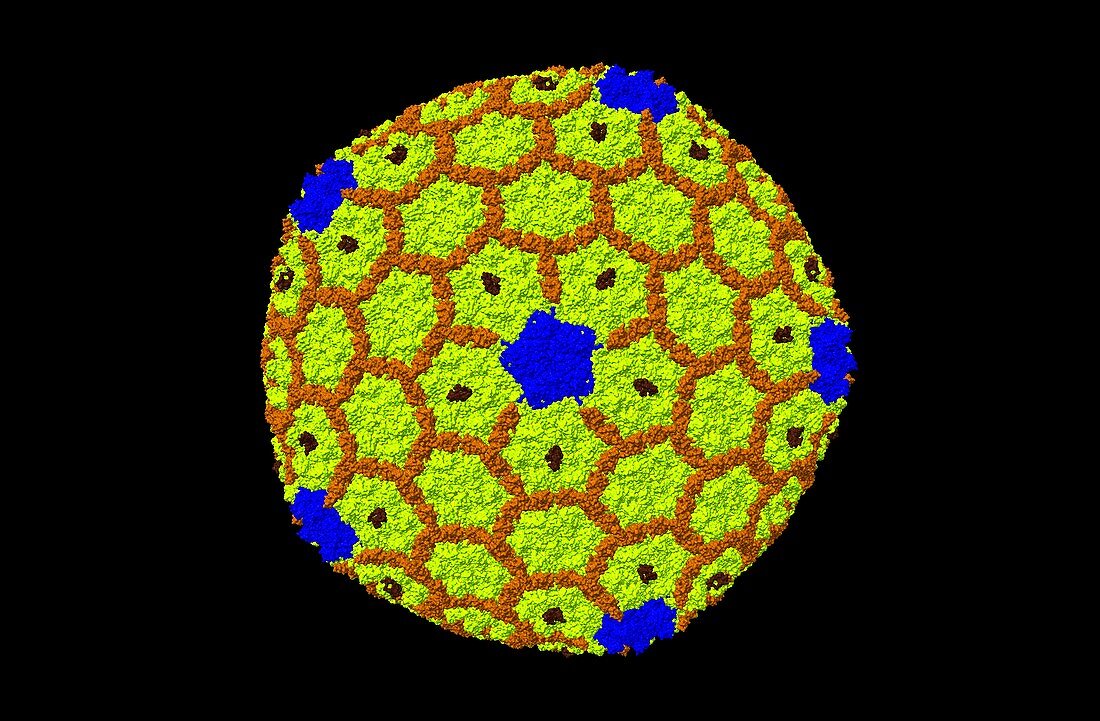Bacteriophage t4 isometric capsid, computer model