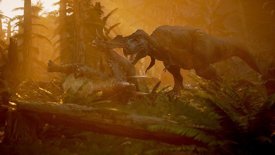 T-rex hunting triceratops, illustration