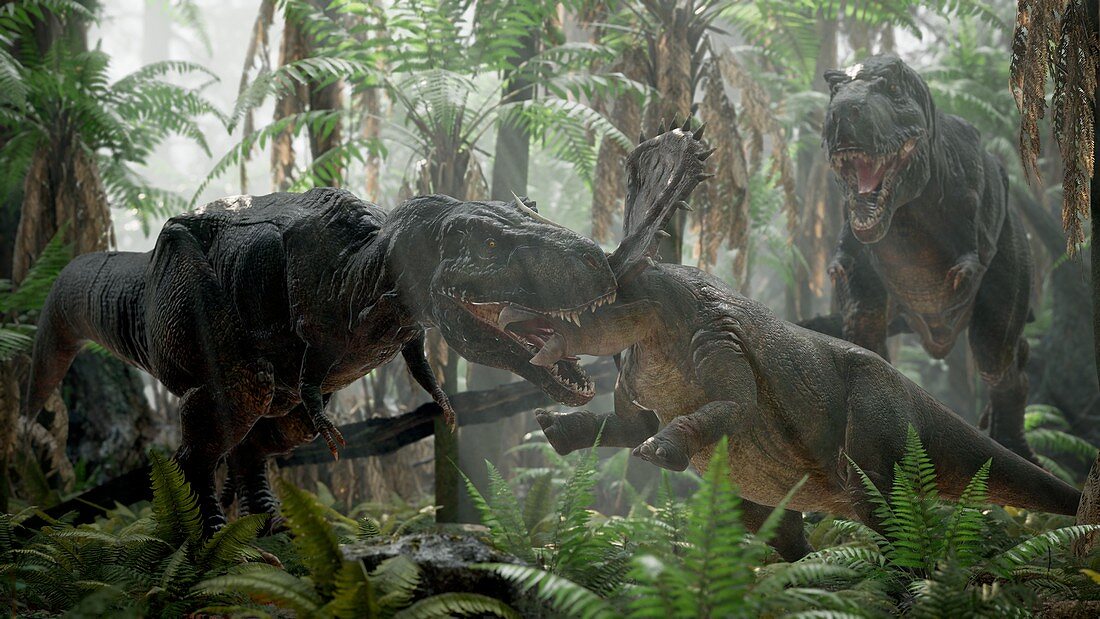 T-rex fighting triceratops, illustration