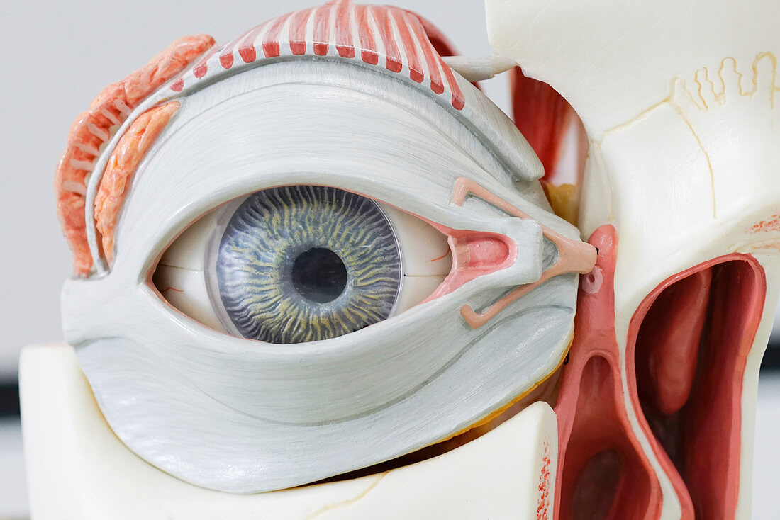 Human eye model