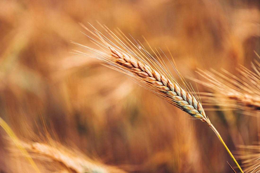 Ripe barley ears in field