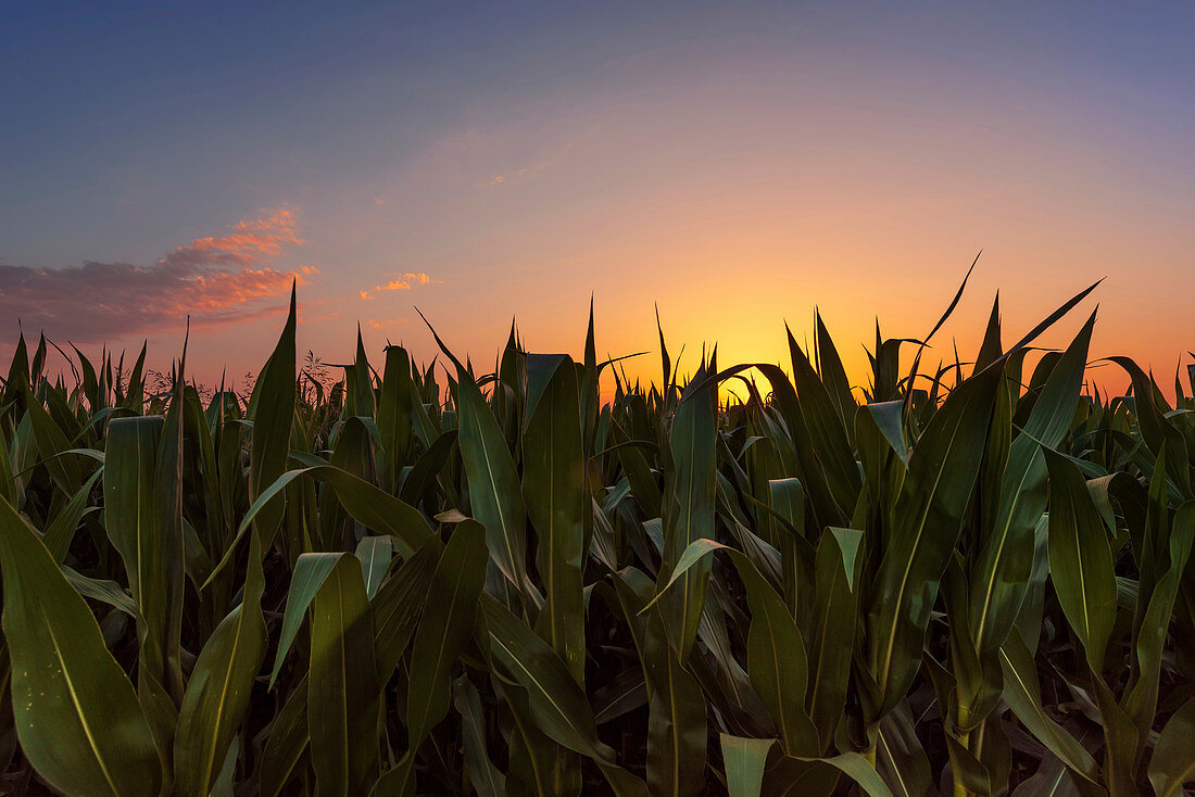 Corn field at sunset