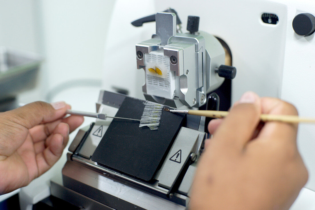 Cutting tissue section with rotary microtome