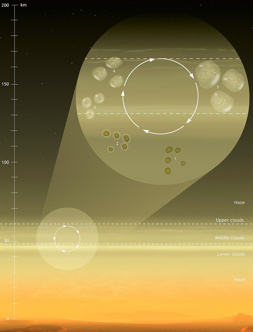Microbial life cycle on Venus