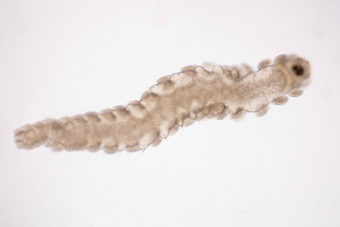 Bristle worm, light micrograph