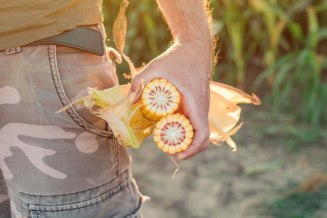 Agronomist holding corn on the cob
