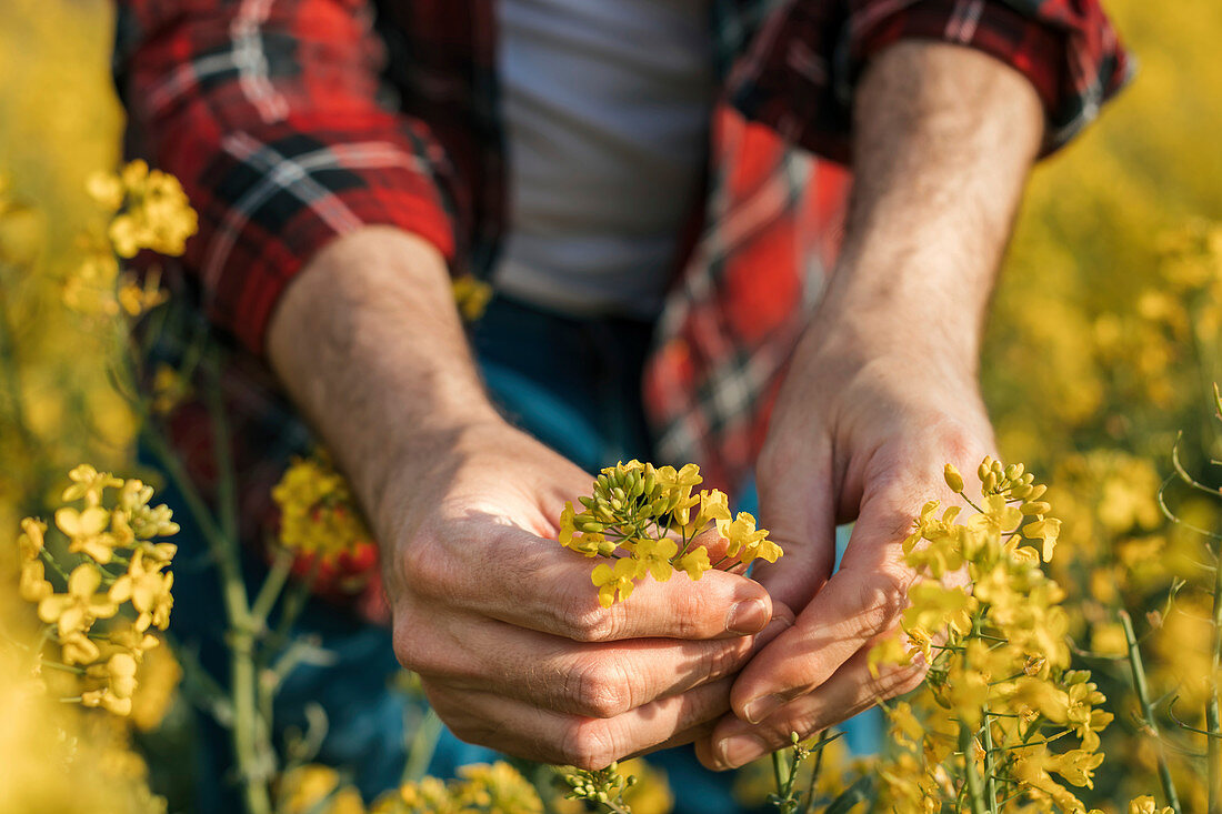 Farmer's hand holding blooming rapeseed plant