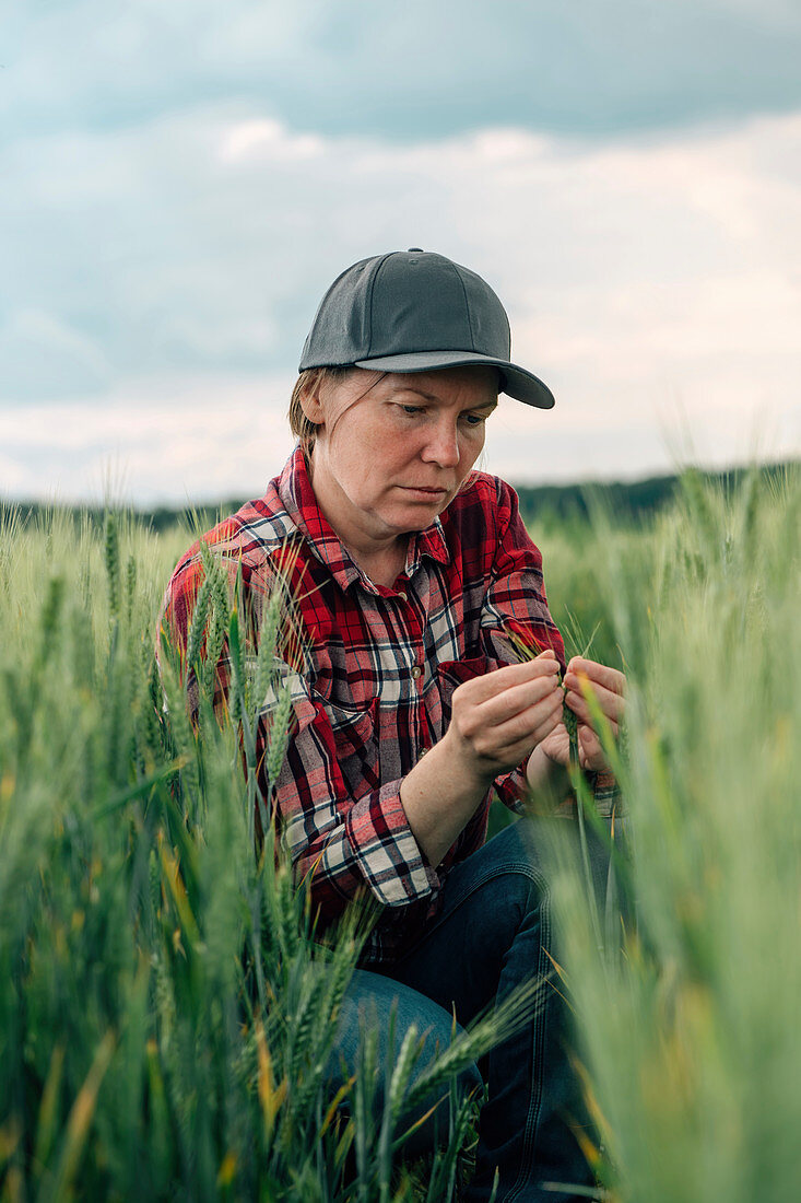 Concerned wheat farmer inspecting crop quality
