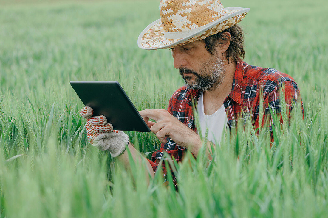 Agronomist using tablet computer in wheat crop field