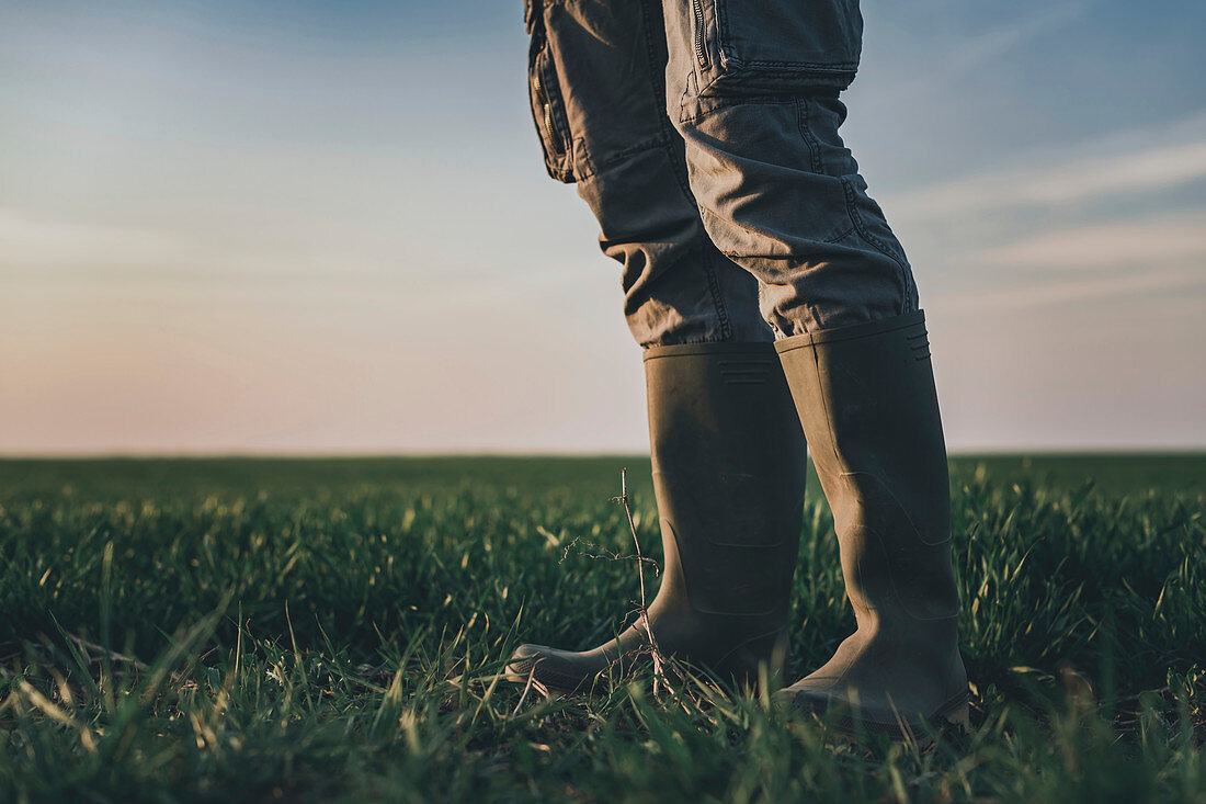 Farmer wearing rubber boots standing in wheatgrass field