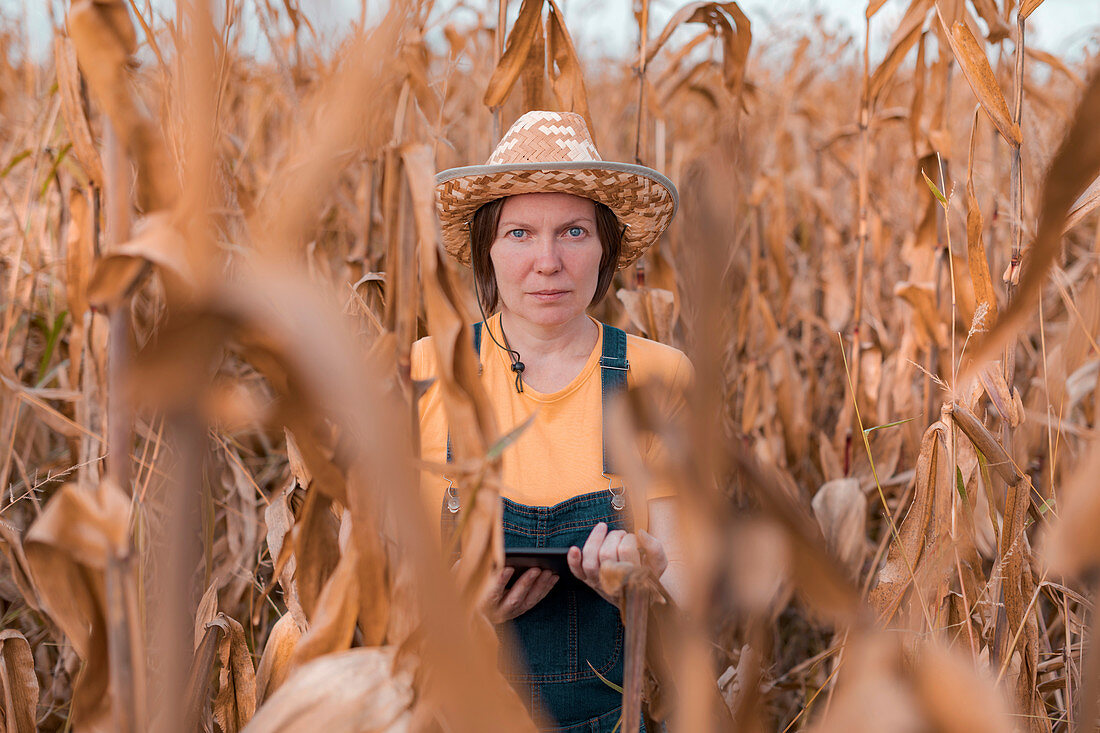 Corn farmer using digital tablet in cornfield