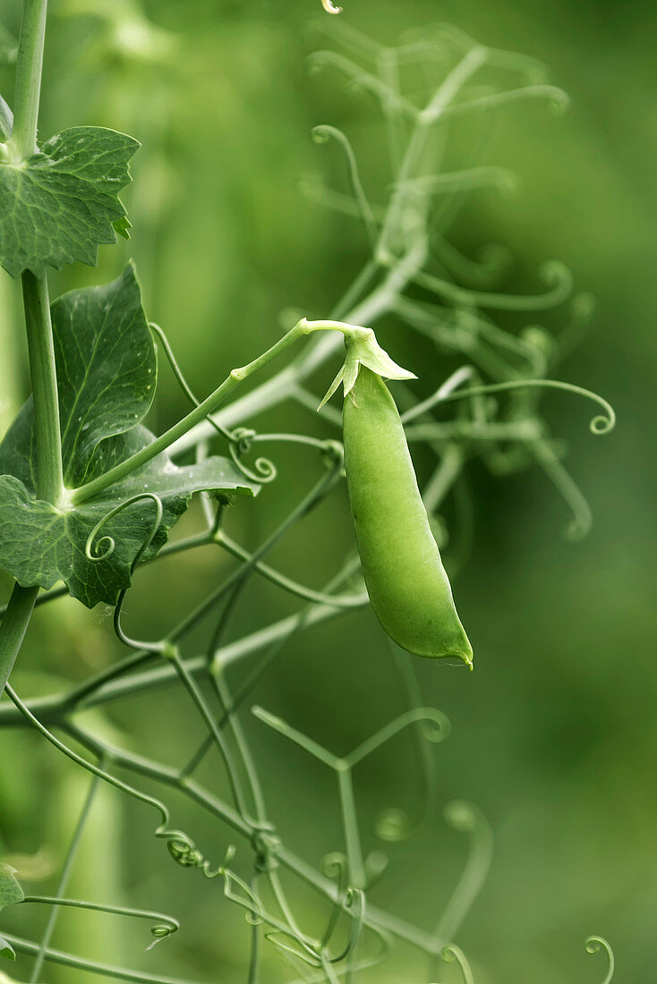 Pea pod growing in organic garden