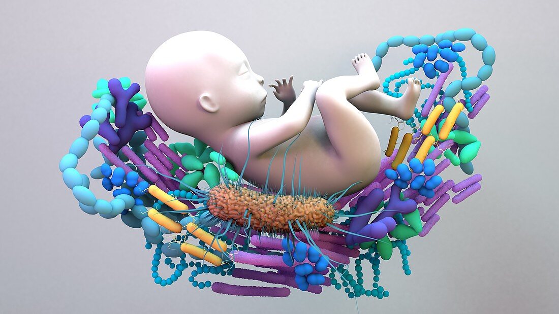 Foetal microbiota, conceptual illustration