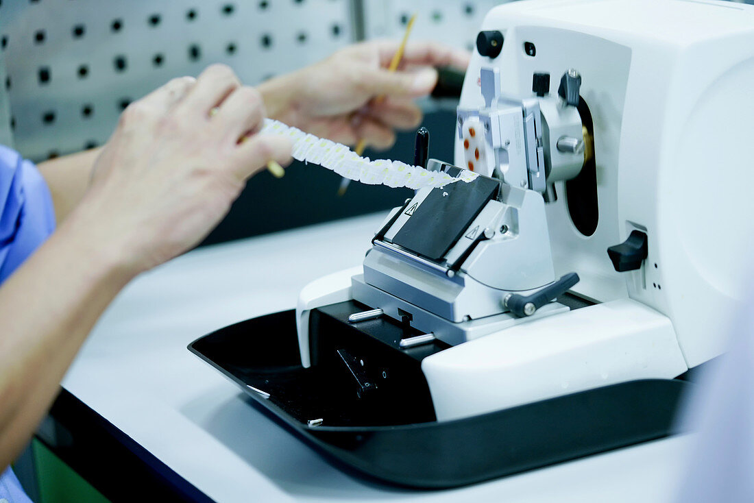 Cutting tissue section with rotary microtome