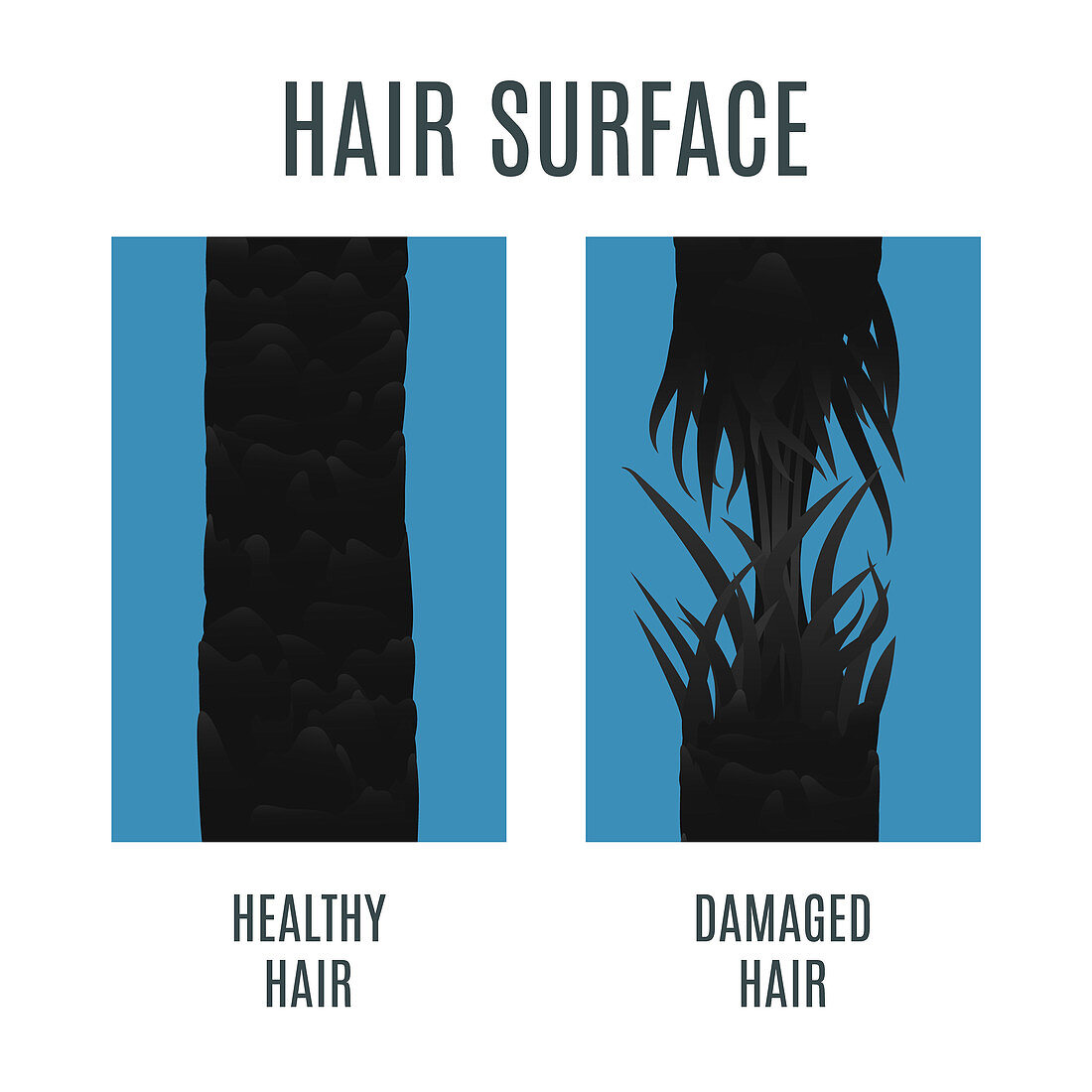 Healthy and damaged hair, illustration