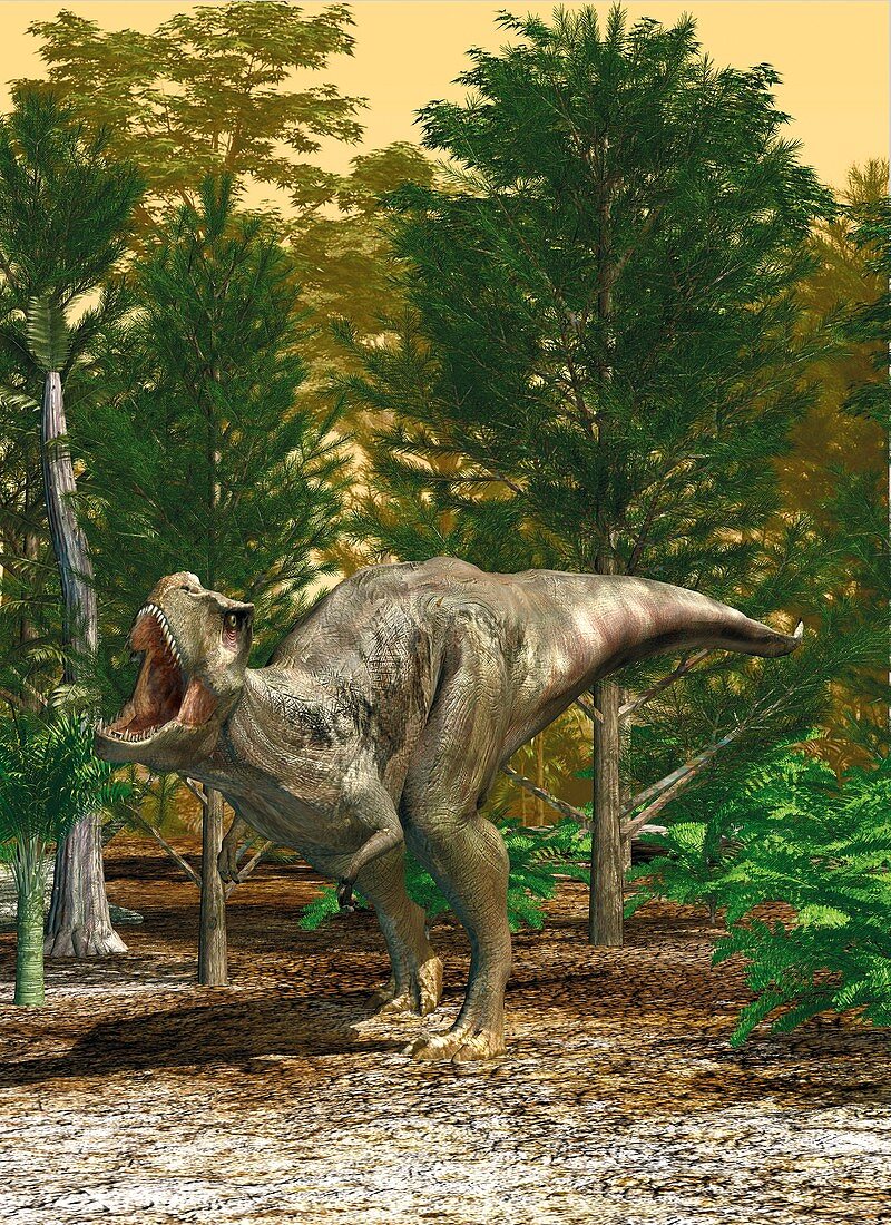 T-rex dinosaur roaring, illustration