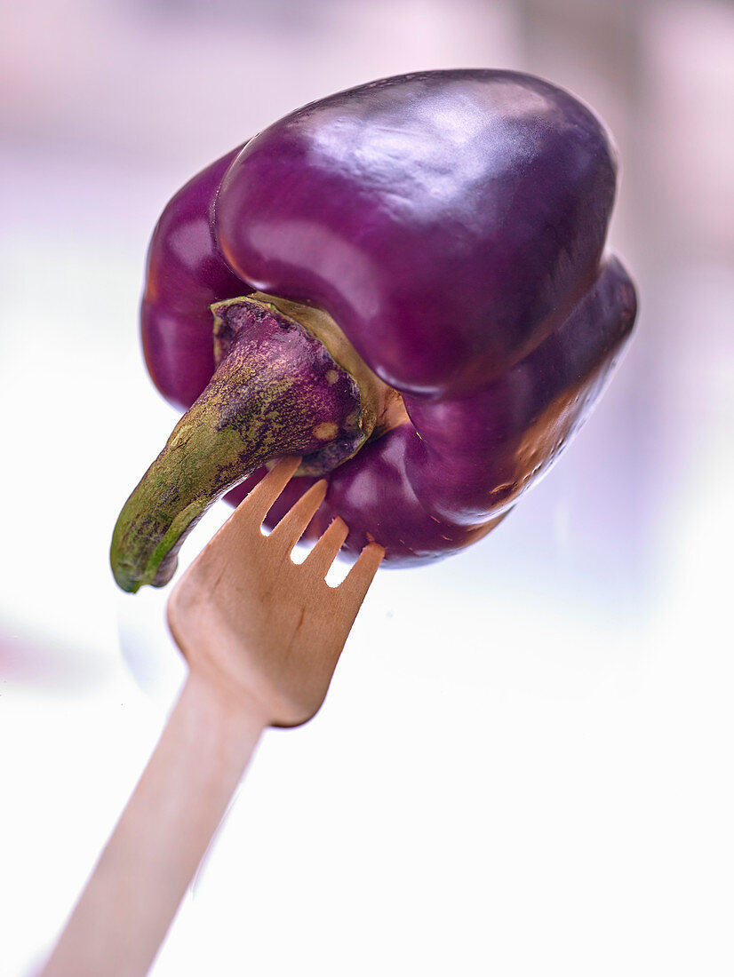 Violette Paprikaschote auf Holzgabel gespießt