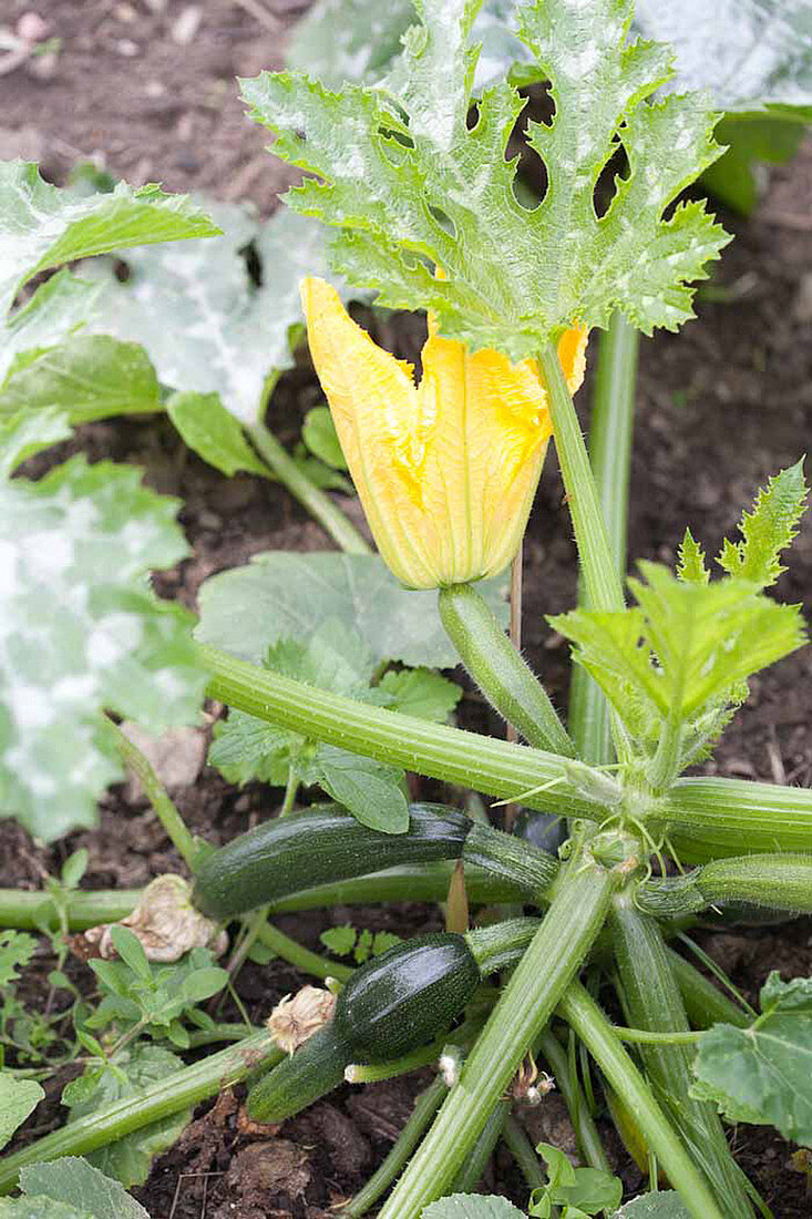 Flowering courgette plants in a vegetable patch