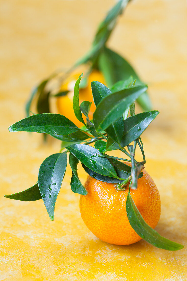 Mandarinen mit Blättern auf gelbem Untergrund