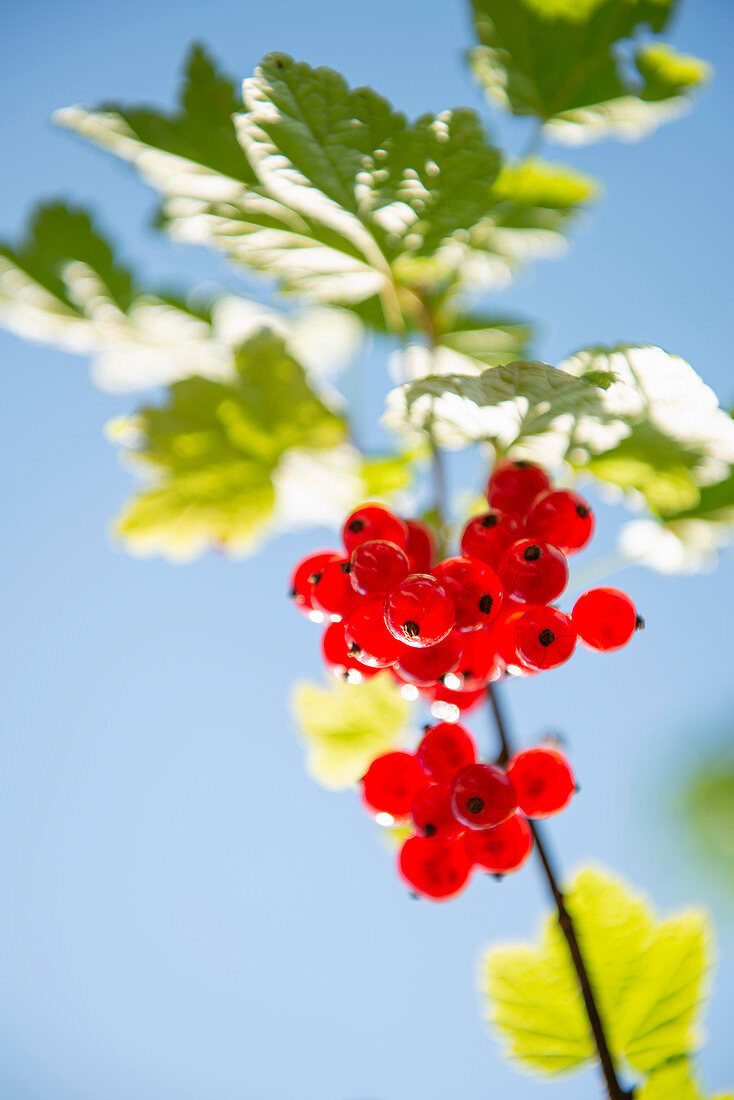 Rote Johannisbeeren am Strauch