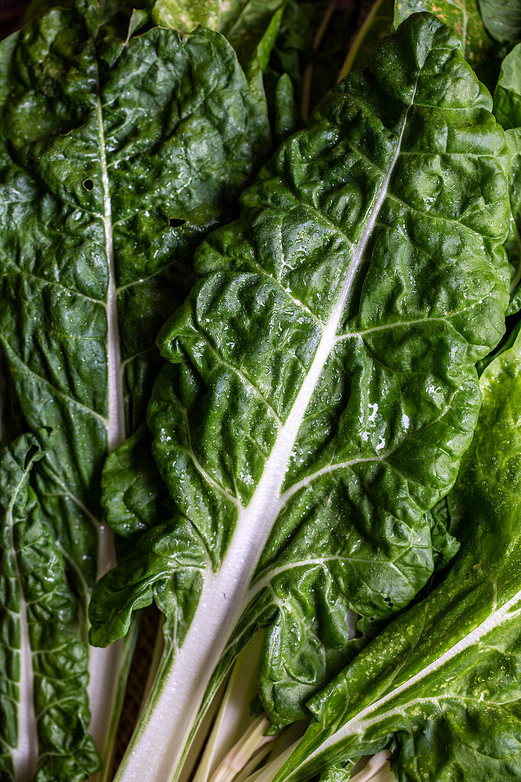 Swiss chard leaves (close-up)