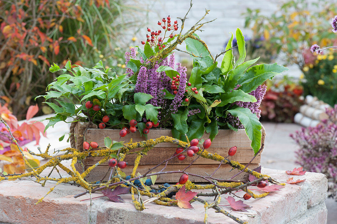 Bell Heath'Beauty Queen Silvia' with hart's-tongue fern, and Cyrtomium in a wooden box, branches with rose hips, sloes, and lichens