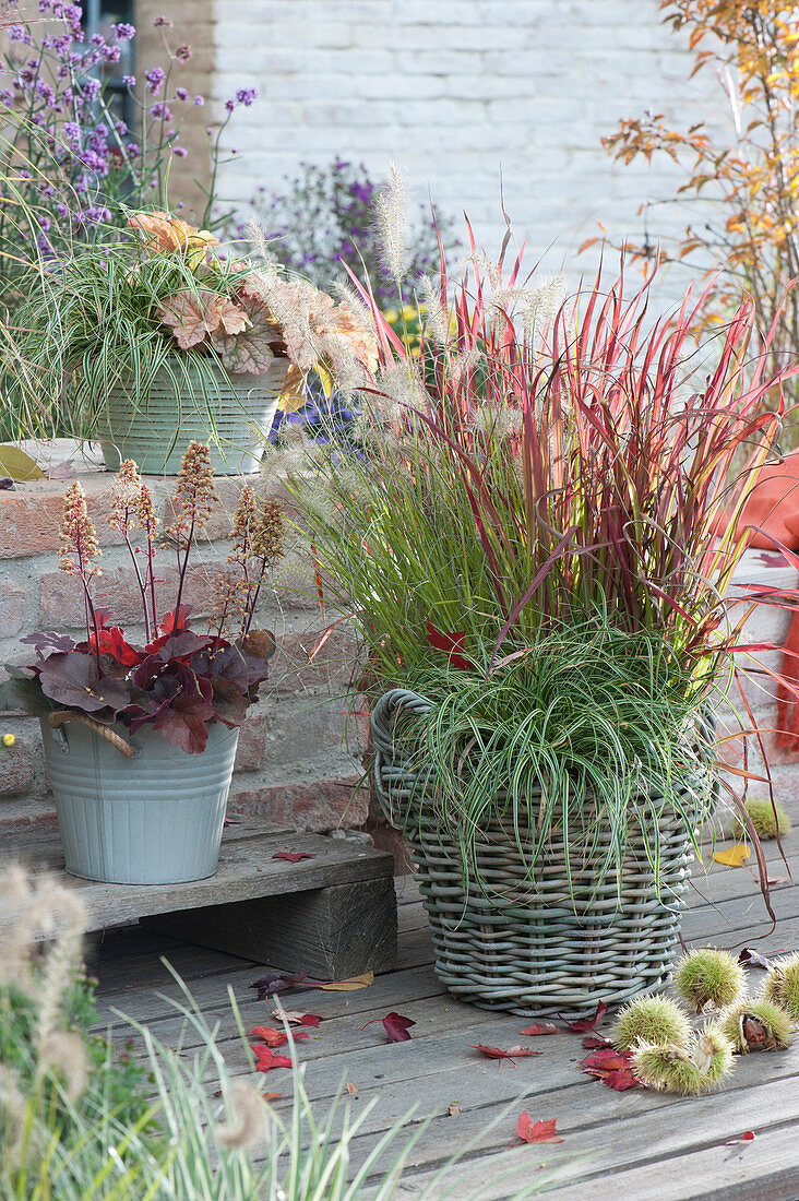 Arrangement with grasses and purple bells: Japanese red grass, sedge 'Evercream', feather bristle grass 'Little Bunny', purple bells 'Royal Ruby' and 'Timeless Orange'.