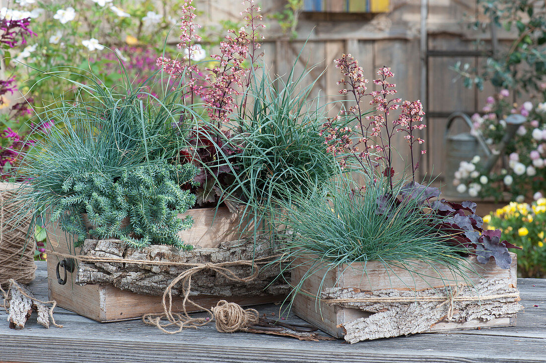 Wooden boxes with blue fescue 'Azurit', carnation sedge, Jenny's stonecrop 'Blue Cushion' and flowering coral bells 'Dark Desire', and decorative bark