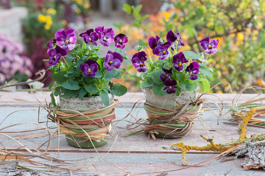 Horned violet sorbet 'Phantom' in pots wrapped with Chinese silver grass