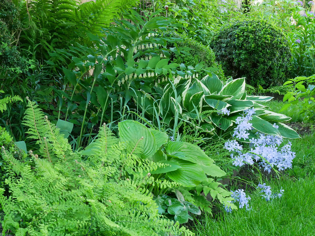 Shade bed with forest phlox 'Clouds of Perfume', Funkie 'Francee' 'Royal Standard', Solomon's seal 'Weihenstephan', fern and box ball