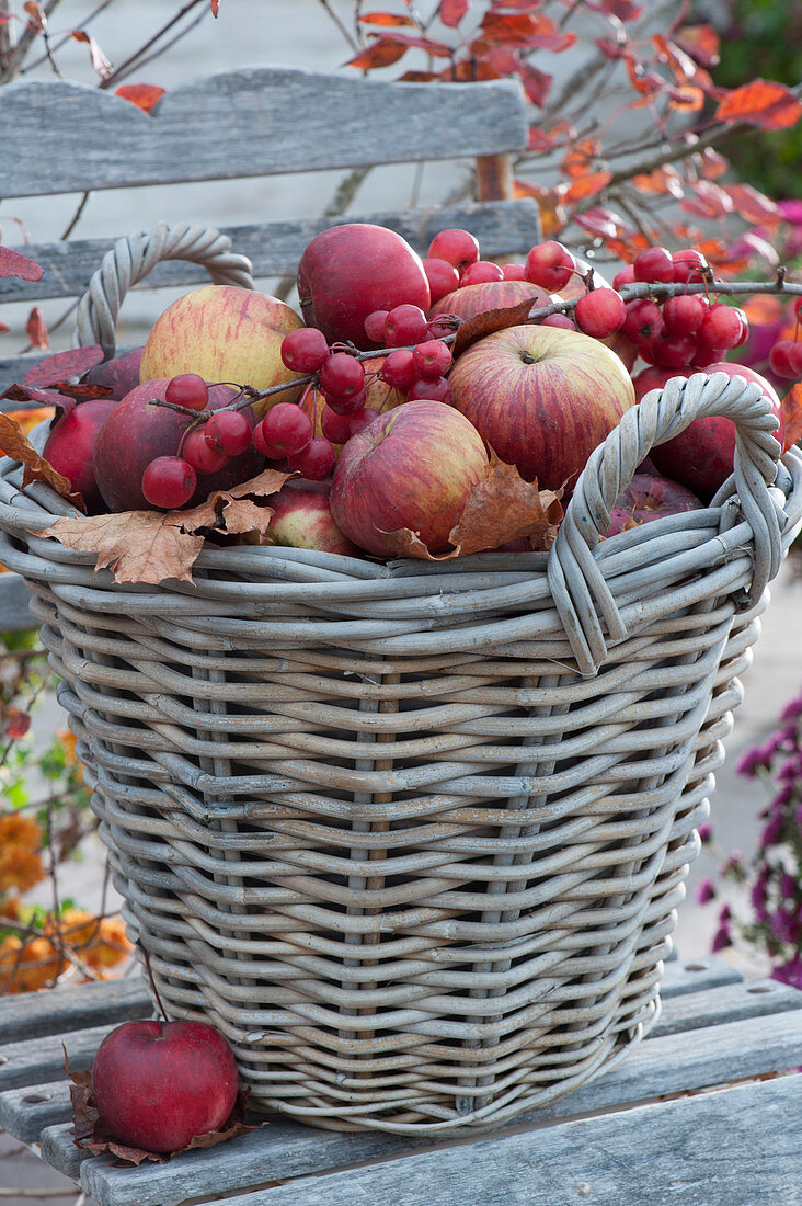 Basket with freshly picked apples, sprig with decorative apples