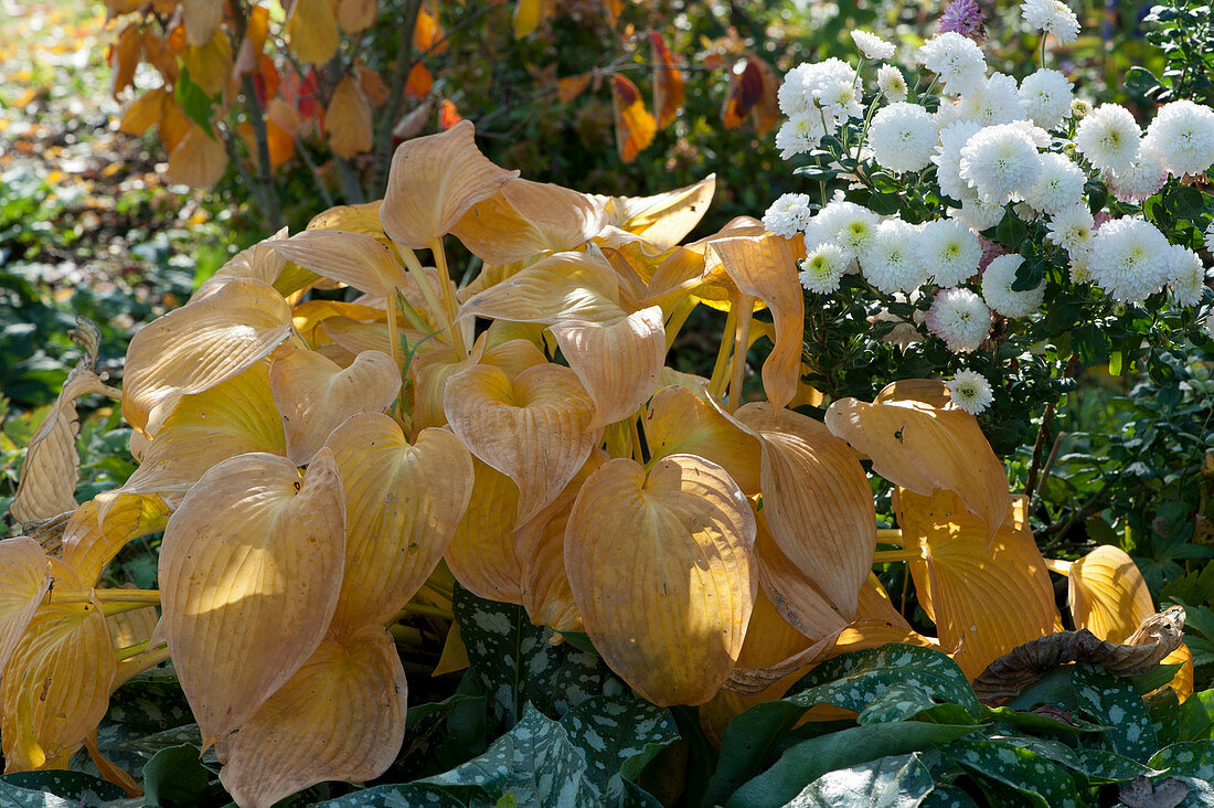 Funkia in autumn colors next to chrysanthemum