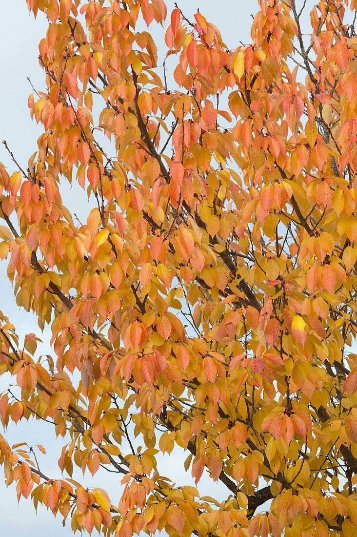 Zierkirsche in Herbstfarben