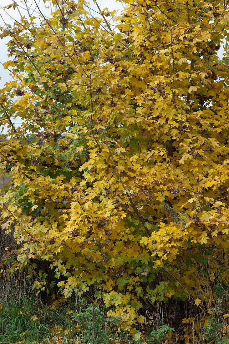 Feldahorn mit gelbem Herbstlaub