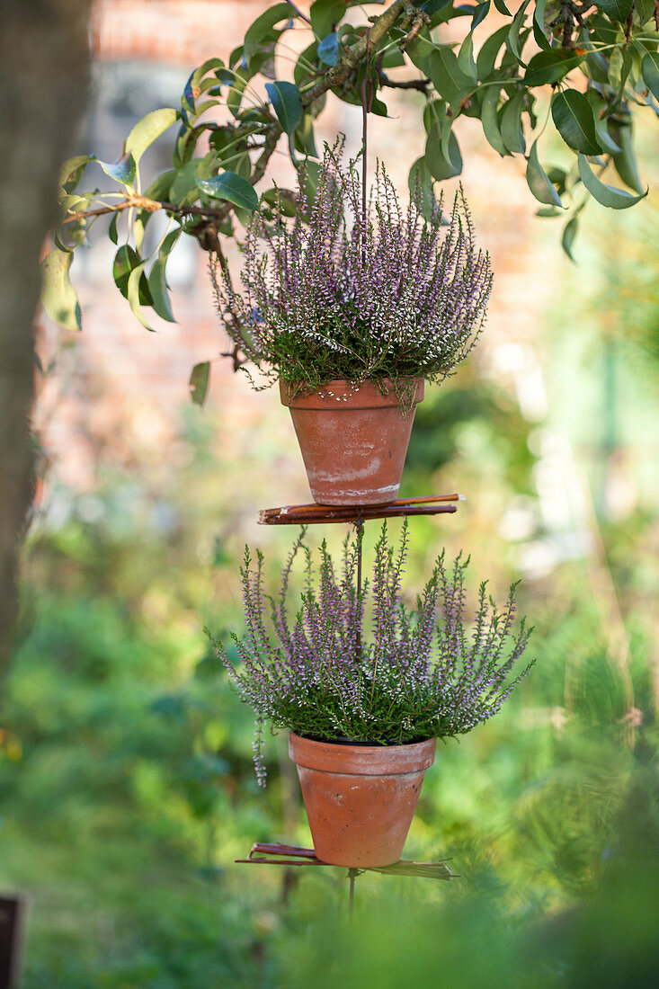 Selbstgemachte Blumenampel aus Totöpfen mit Erika hängt im Baum