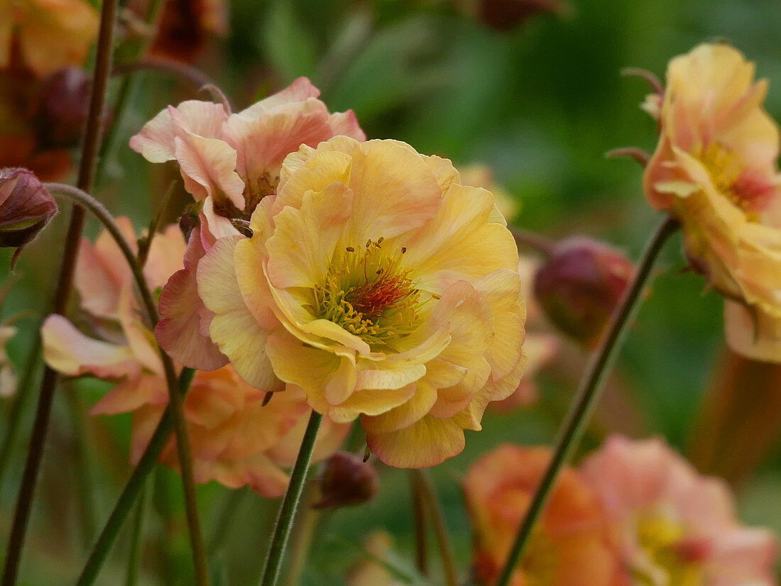 Carnation 'Mai Tai'