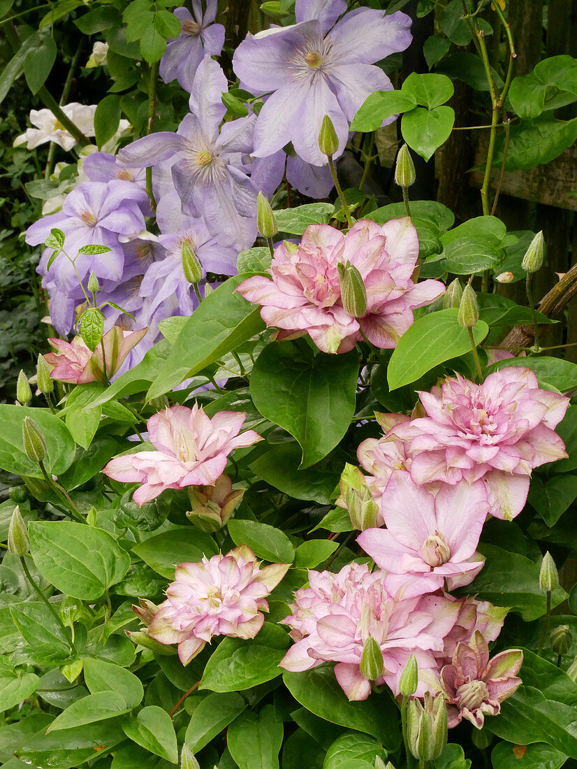 Gefüllt blühende Clematis 'Innocent Glance' und Clematis 'Mrs Cholmondeley'