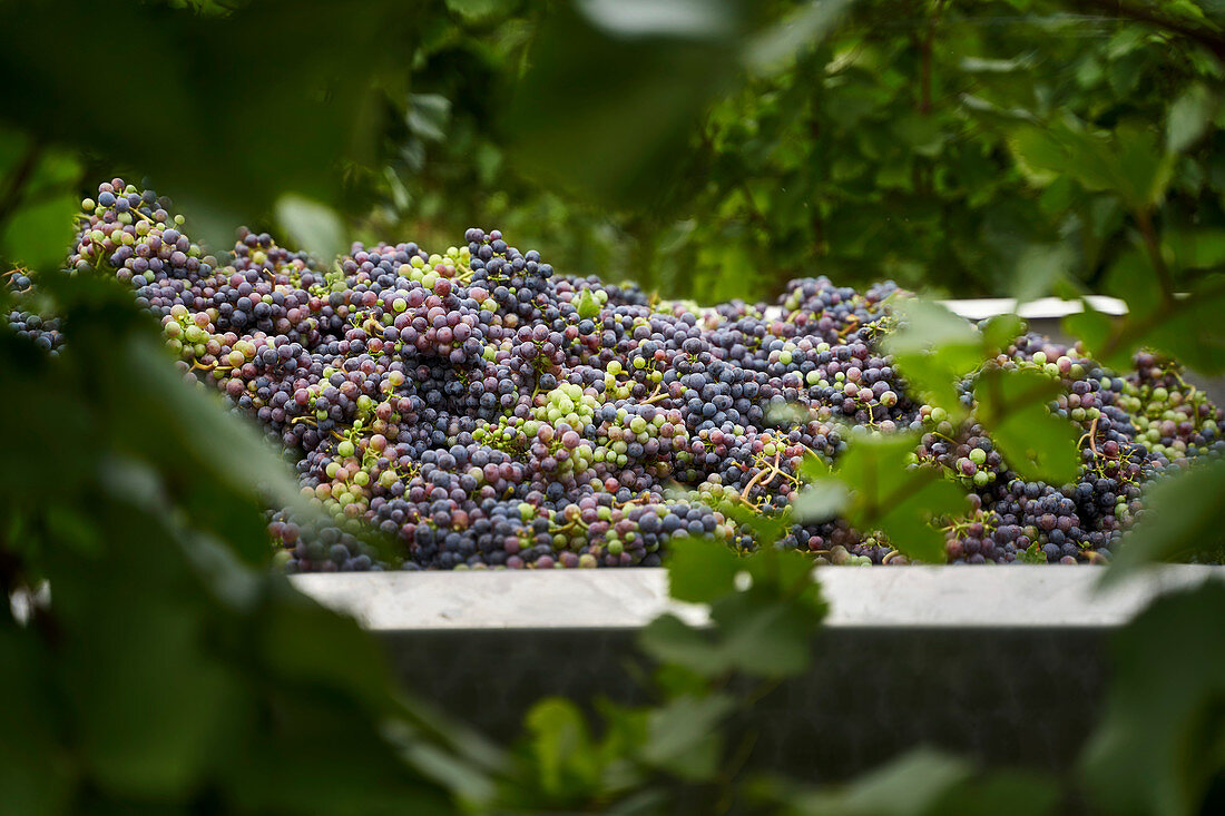 Unripe grapes being harvested for making verjus