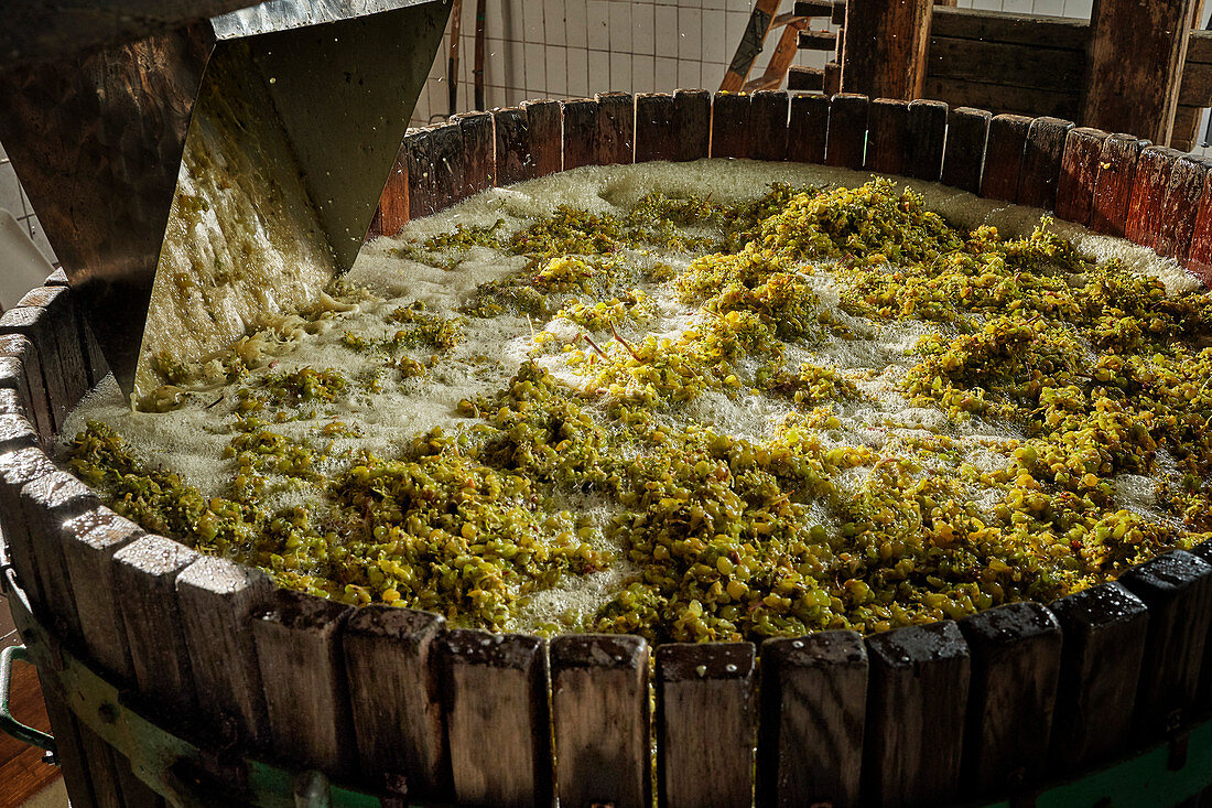 Weinherstellung: Weißweintrauben in Holzbottich