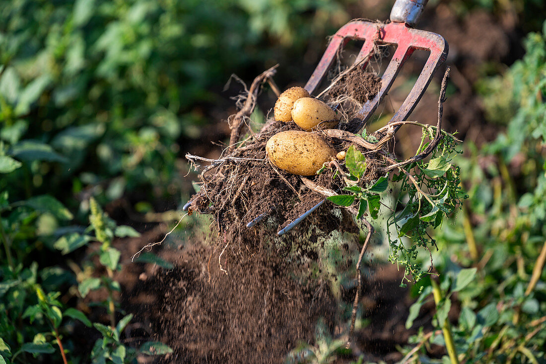 Potato harvest