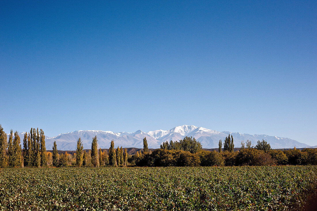 Cheval des Andes, Argentina