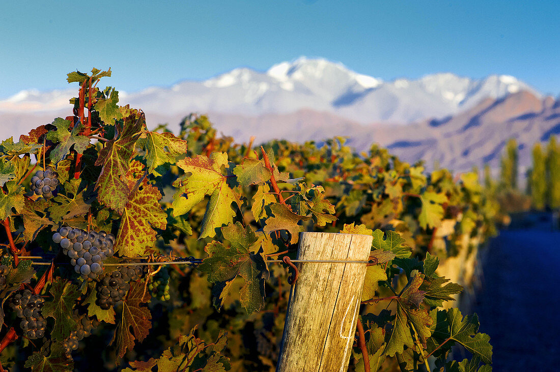 A vineyard in Cheval des Andes, Argentina