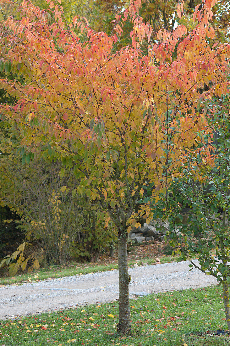 Ornamental cherry in autumn colors
