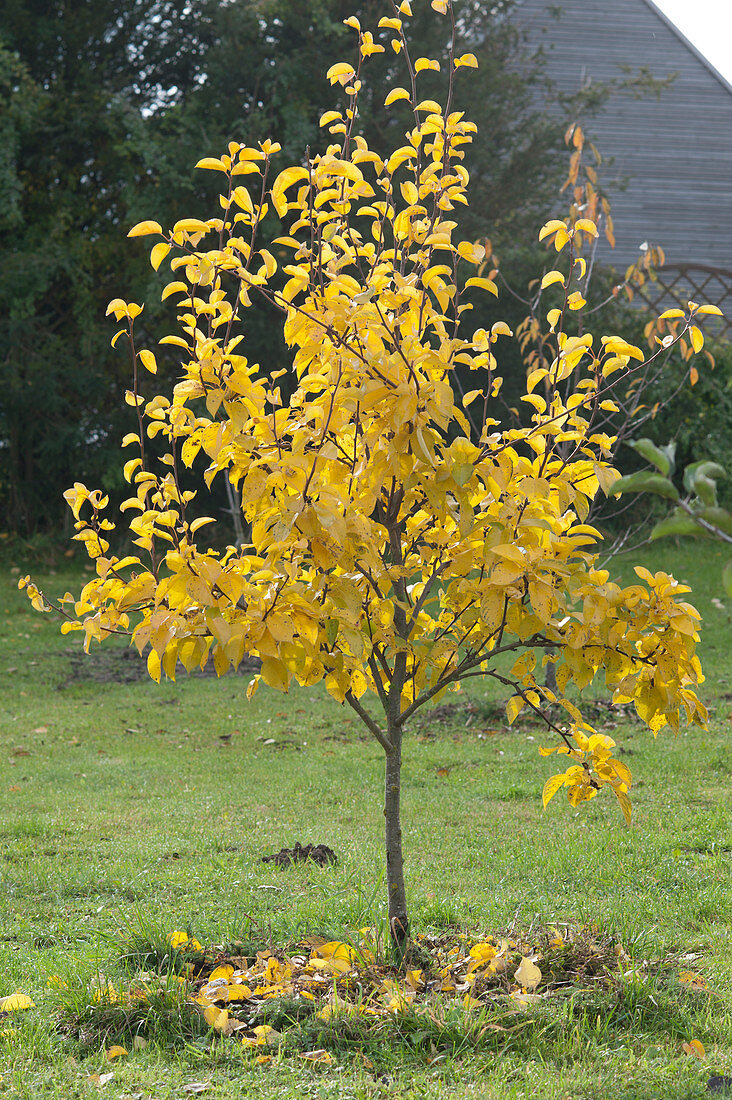 Small apple tree with yellow autumn leaves in the lawn