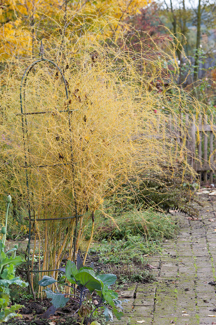 Asparagus herb on a vine in autumn colors in the border