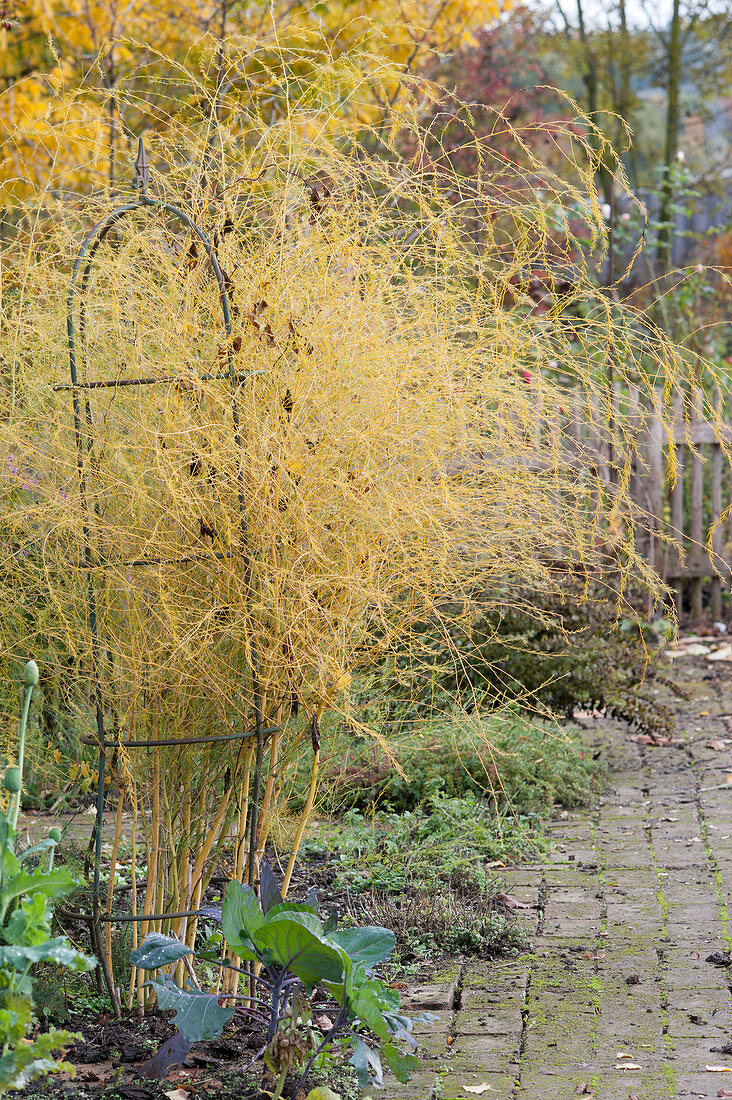 Spargelkraut an Rankstele in Herbstfärbung im Beet