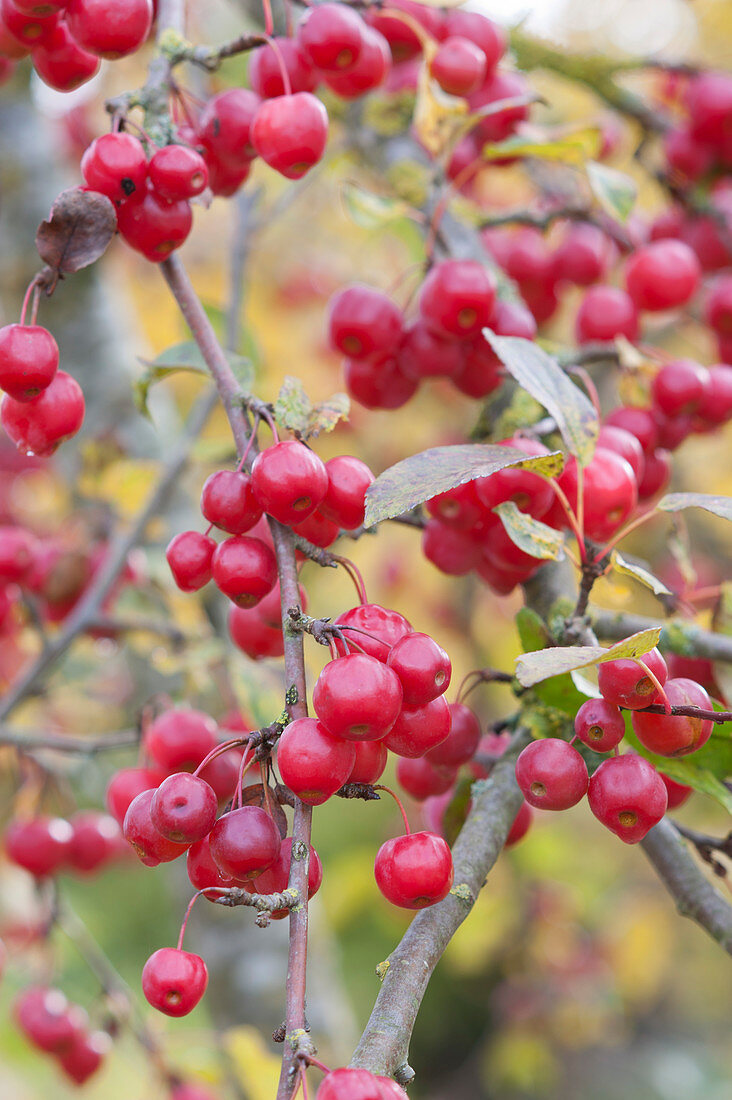 Zierapfelbaum 'Paul Hauber' mit roten Früchten