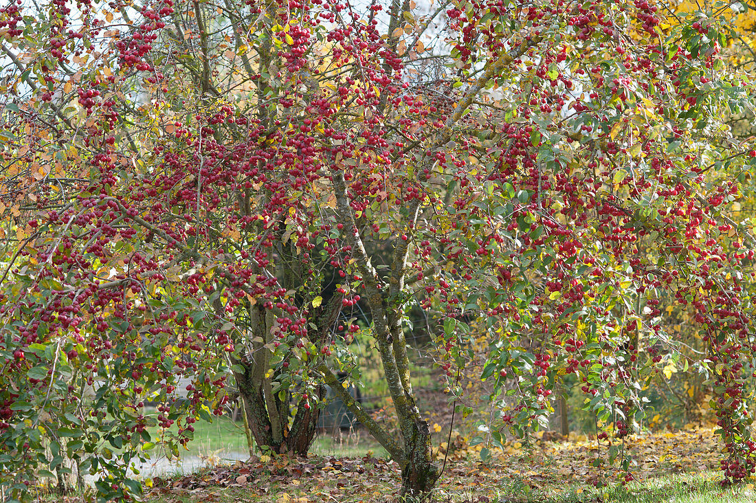 Ornamental apple tree 'Paul Hauber' with red fruits