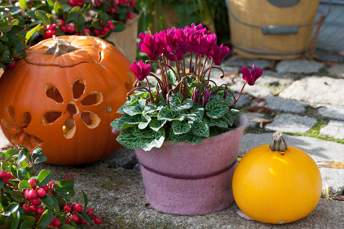 Cyclamen wrapped in felt, carved pumpkin, and yellow gourde